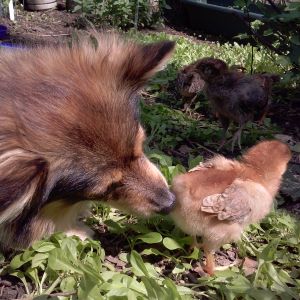 Smells like fresh chick!