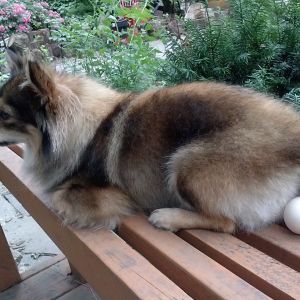 I think Wilee just laid an egg!