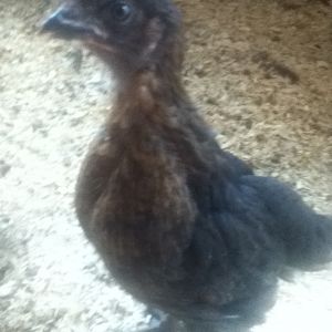 One of the Stellas at about a month and a half old. As you can see she likes to pose...