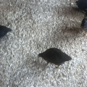 Just a random pic of them wandering around their coop. 1 month and 1/2