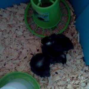 The new Barred Rock gals that are 1 week old today! :)