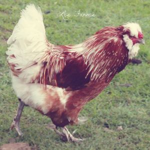 Phoenix - Crested Easter Egger Cockerel