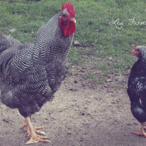 The Rocks - Barred on left, Pencilled on Right