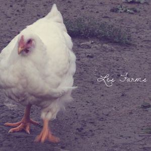 Cornish X - 10 weeks