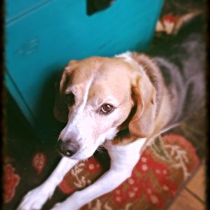 Ok, I had to include pics of my other pets.  Ranger