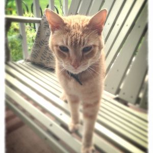 I was surprised that Charlie, our outdoor cat, doesn't bother the chicks at all.  He sniffed at them a couple of times, but now he watches them like entertaining live theater.  He is my chicken sitter.