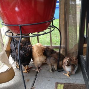 5 fluffy butts (1 is mostly hidden) eagerly watching the construction on the coop.