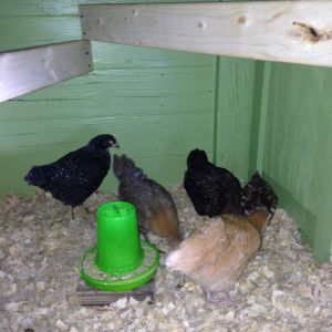 1st night!  Checking out their new digs.