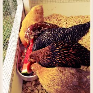 Now we've got all 5 girls in 1 pic finally. (Top-Bottom: Buffy, Natasha, Miss Prissy, Teri, and Camilla)  Just had to bribe them with their 1st taste of watermelon.  They pecked it clean!