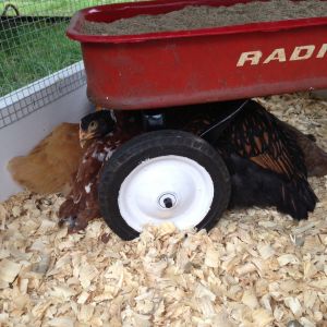 One of their many chicken meetings.  They still like to meet under the wagon.