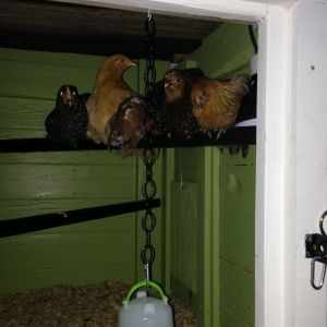 Bedtime!  That far right corner near the light (whether it is on or off) seems to be prime real estate in the hen house.  They sometimes get into minor squabbles over that spot.