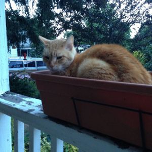 We just grow ourselves a new Charlie kitty when he needs a break.  Good thing I didn't actually have anything growing in there.