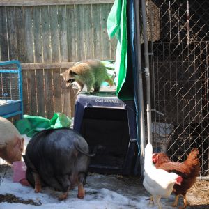 Rascal, charlotte, Wilbur and a few of the older hens thankful that the snow is finally melting!!!