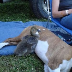 *
My big bad pit-bull and her baby... These two were completely inseparable until it was time for goslings release...