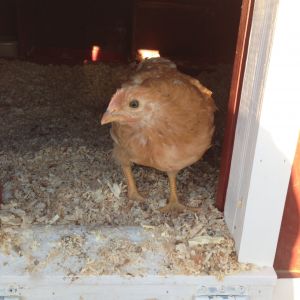 New Hampshire Red # 1:  Pullet or Roo??