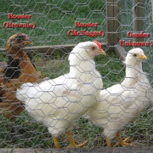 Brownie, McNugget, & Princess Lay-a 
We think rooster, rooster, & ???