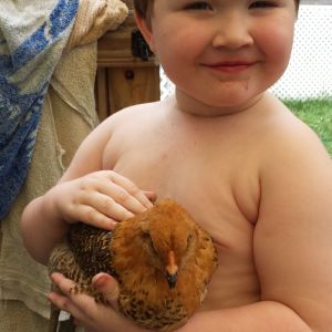 Connor, (3yrs old) my youngest loving his baby chickies