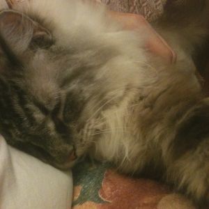 Our cat, Sir Leonard