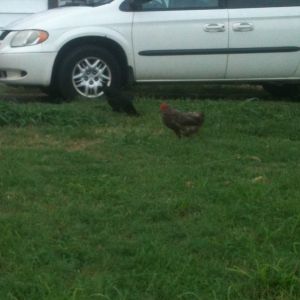 Flash (black) and Fatty (brown). I didn't name them.