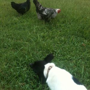 Flash (black) and Mystery (black and white) with Polka Dot, who wasn't feeling well, or she'd probably have been chasing them. We don't normally let them all out at the same time for that reason.