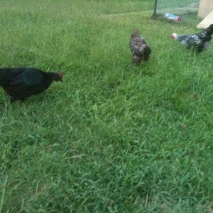Flash, Fatty, and Mystery