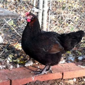Black copper marans x welsummer pullet 4 mo. Note smuttiness in her sides and wing