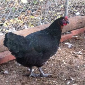 Black copper marans x wellie pullet 4 mo