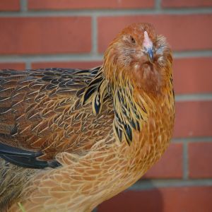 Captain Serious (Ameraucana)