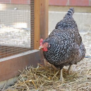 Big Blue Nugget (Plymouth Barred Rock)