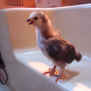 2 week old Brahma pullet