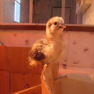 2 week old Brahma pullet.  This is why your brooder needs a lid of some sort.