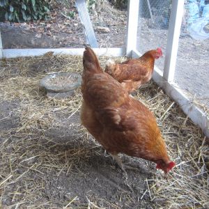 "Celeste" and "Star Burst", our two adult hens we got from a friend who was moving. They have already laid beautiful eggs and are adjusting very well!