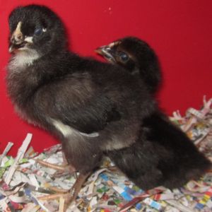 Our two baby black sex-linked chicks. I love to watch them scratch just like the big girls!