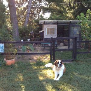 While Flurina cannot be trusted not to give chase to one of the girls once in a while, she knows where her favorite treat comes from and is willing to wait patiently.