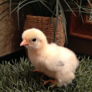 hoping for a female silver laced