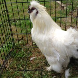 The W-C.  One of my silkie roosters