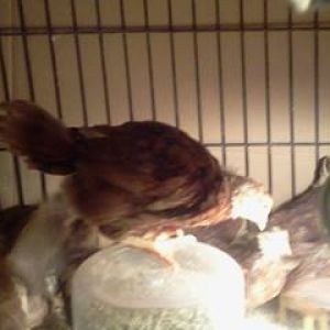 *
MY baby RIR chickens at the age of five weeks old