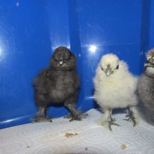 9 day old Cash and 5 day old Waylon/Loretta and Hank/Tammy.  All 3 chicks are from my White Silkie Hen, Dolly and Black Silkie Rooster, George Jones.