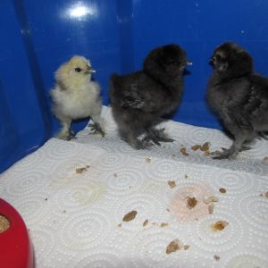 The chick in the middle and left end are both 5 days old and the chick on the right is 9 days old.  The Chick in the middle was born way larger than the other 2 and they all came from the same size egg.