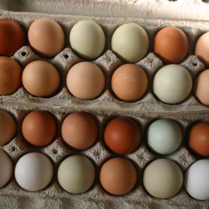 We haven't figured out who's laying the dark brown ones yet, we have just Black Austrolorps, white austrolorpes, gold sex links, Black sex link, Americanas and white leghorns.