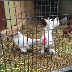 D'uccle parents Lavender