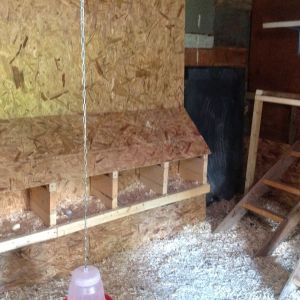 Hubby gave up half garage for my coop, nesting boxes with couple fake eggs...all but one lay brown eggs..