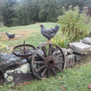 One of my Barred Rocks surveying the yard.