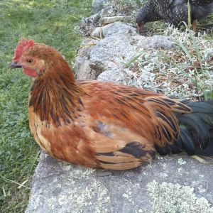 Brewster having a rest after watching over the girls!