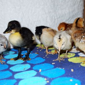 The whole gang ( if it quacks like a duck, acts like a duck maybe its not a chicken)
