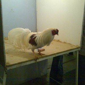 *My husband recently won the 2013 South Africa national breed champion for his Yokohama!