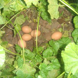 Things aren't always what they seem. One of the hens had seemed to stopped laying until one day I stumbled across this private lair...