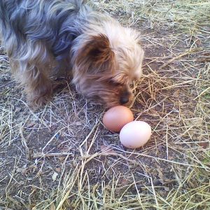 Delilah is the Egg Inspector General! Also keeper of the coop :)