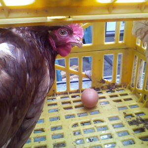 The day they arrived Rusty was so happy to see us she laid an egg right in the crate they came in!