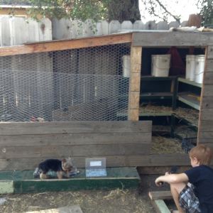 Sammy and Bailey help!